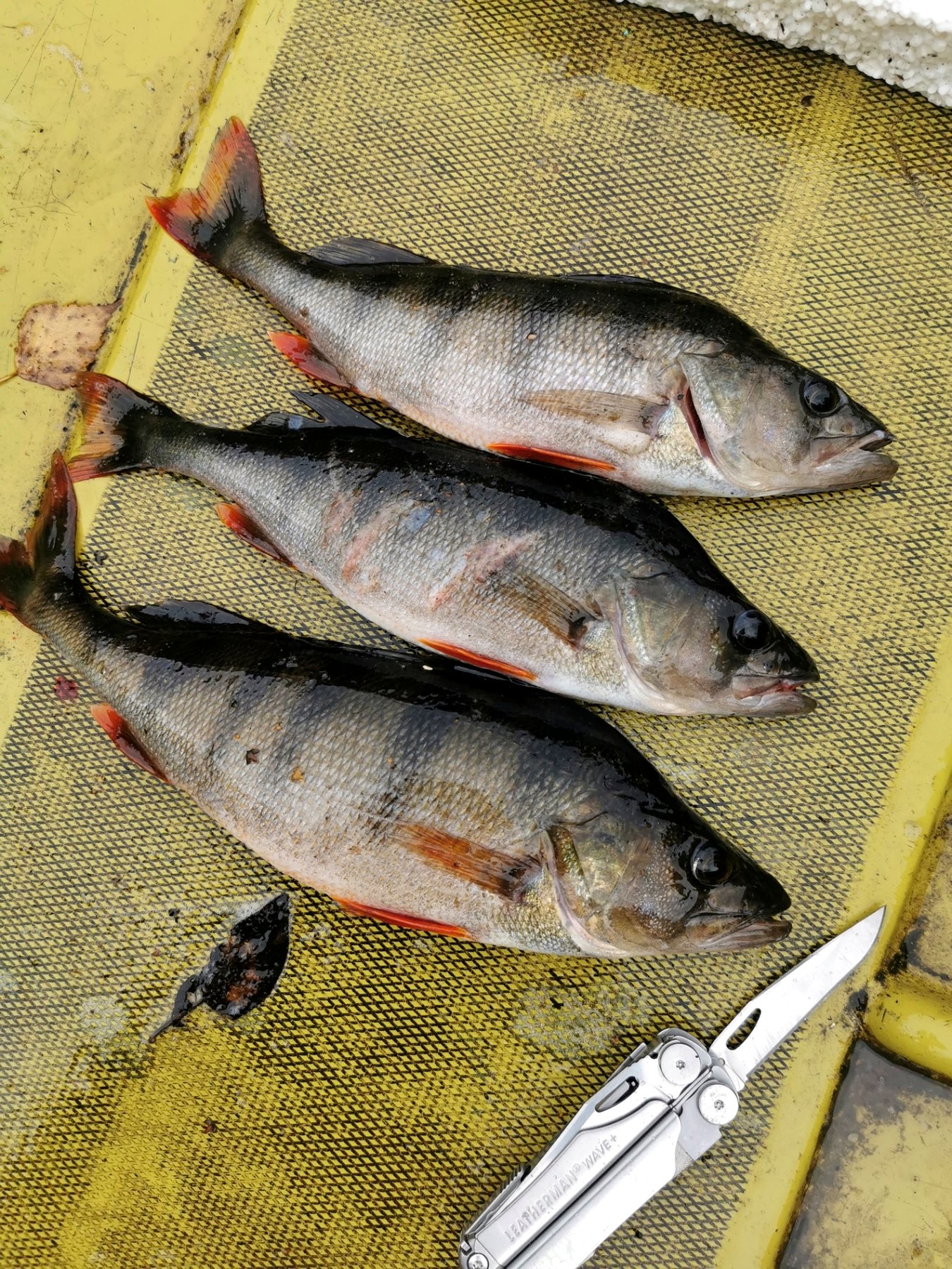 Fresh perch catch on the boat deck